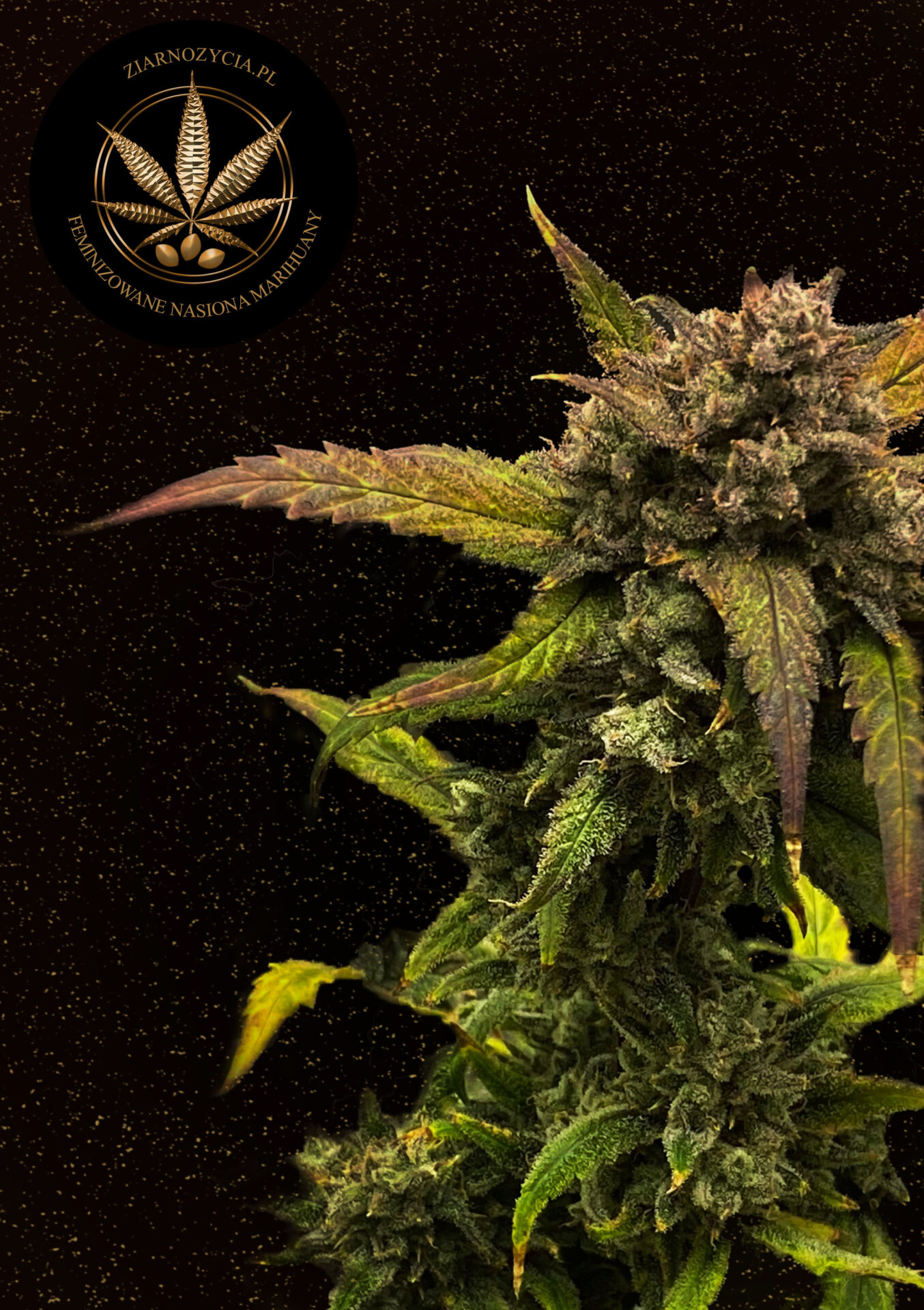 Auto Amnesia Haze Ziarno Życia 2